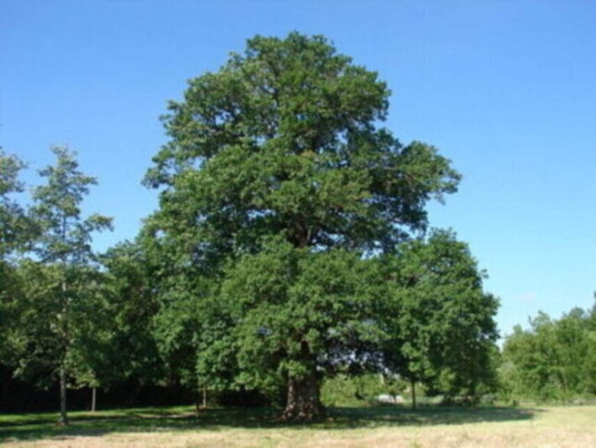 gite à Surgères