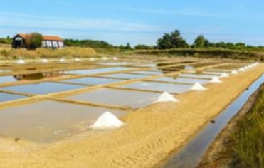 Les marais salants en Charente-Maritime : Fabuleux trésors de biodiversité à découvrir