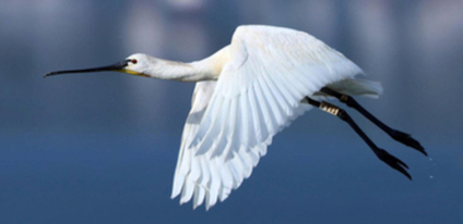 Observer les oiseaux en Charente-Maritime