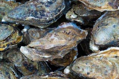 Huîtres Marennes-Oléron affinées en claires, Charente-Maritime