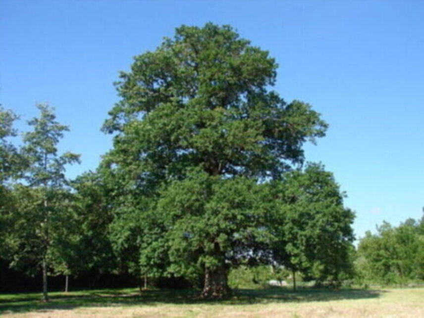 Le Chêne du Pré-Bègue, arbre remarquable de 350 ans à Saint-Pierre-la-Noue, Charente-Maritime