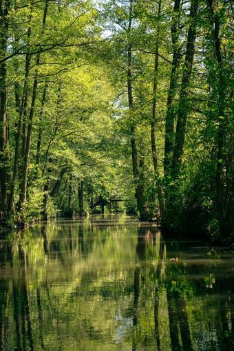 Héron et lentilles d'eau dans une conche du Marais Poitevin
