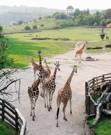 gîte près du zoo de la Palmyre
